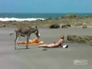 at the donkey, he stood on a woman. lady interested. mp4